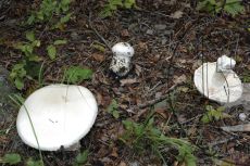 Мухомор-яйцевидный_Абрау_1